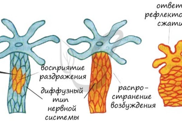 Kraken tor onion