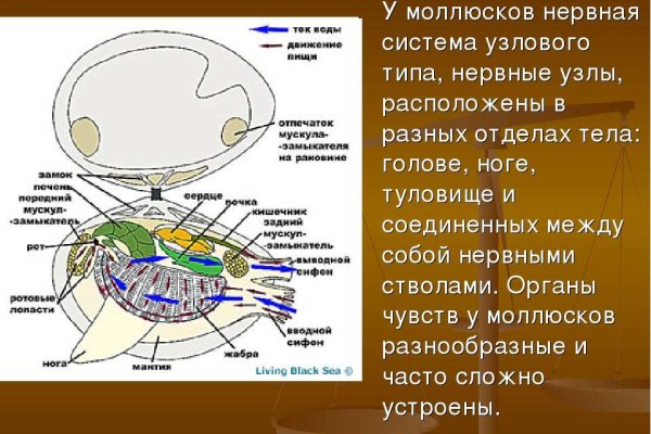 Kraken ссылка для тору