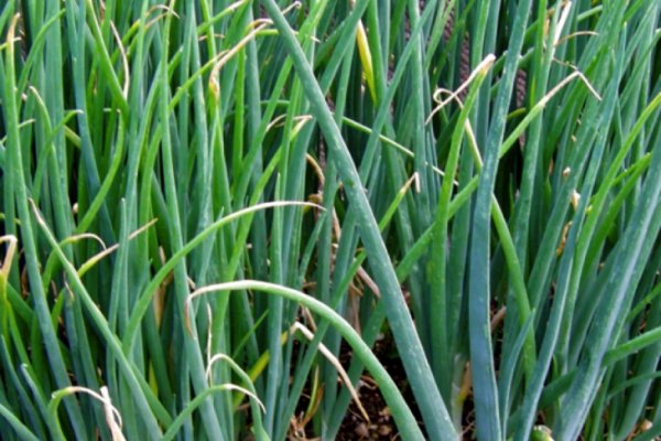 Даркнет заказ